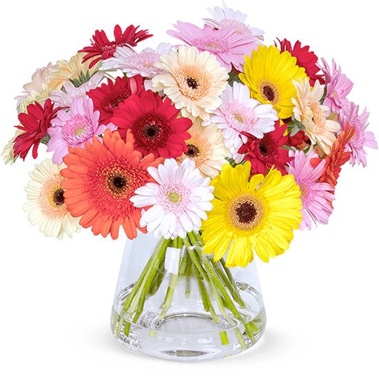 Angebot Deal Aktion Blumenstrauß Gerbera